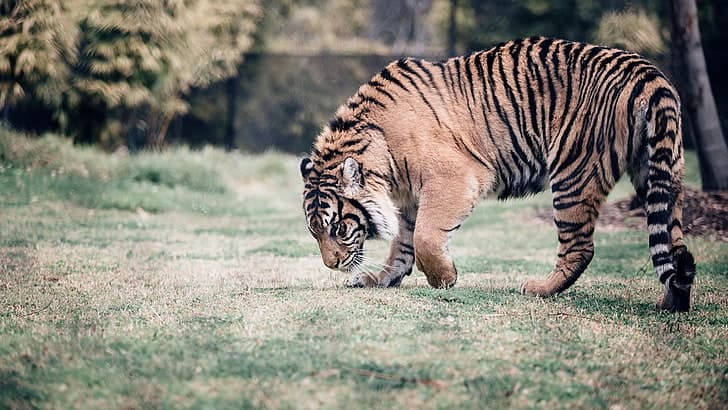 Golden Triangle with Ranthambore Tour